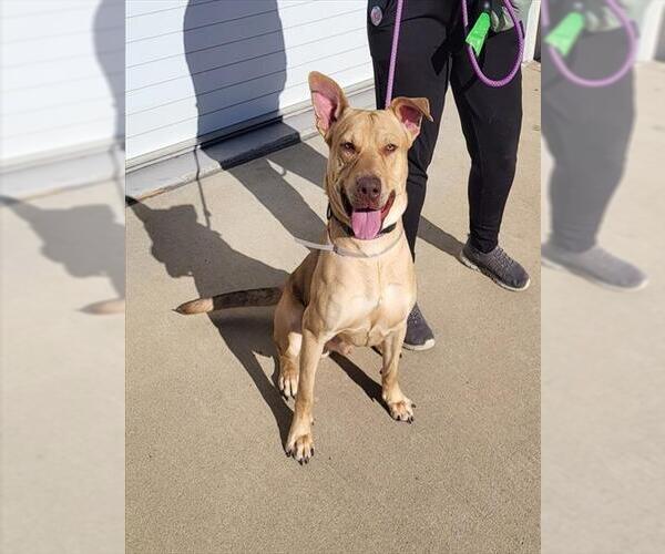 Medium Photo #1 American Pit Bull Terrier Puppy For Sale in Louisville, KY, USA