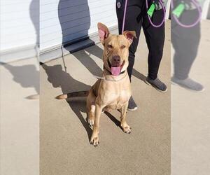 American Pit Bull Terrier Dogs for adoption in Louisville, KY, USA