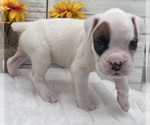 Small #9 Boxer