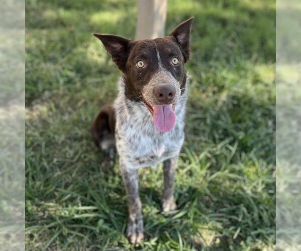 Medium Photo #1 Australian Cattle Dog Puppy For Sale in Modesto, CA, USA