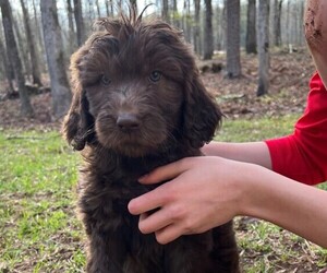 Goldendoodle Puppy for Sale in MORELAND, Georgia USA