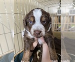Small Photo #6 Australian Shepherd Puppy For Sale in COLUMBIA, MO, USA