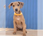 Small #3 Doberman Pinscher Mix