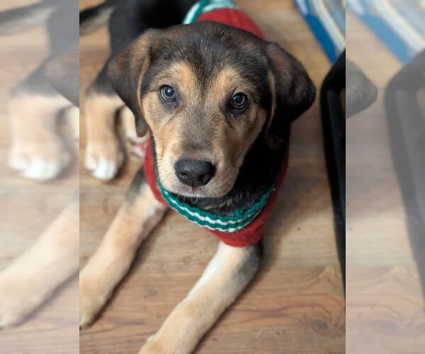 Medium Photo #5 Labbe Puppy For Sale in Holly Springs, NC, USA