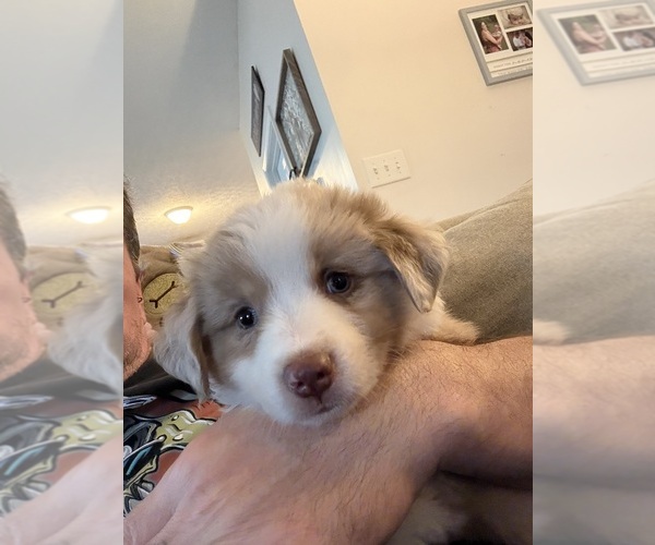 Medium Photo #3 Australian Shepherd Puppy For Sale in DAYTON, OH, USA