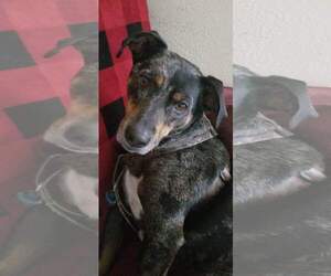MAX (COURTESY POST) - Male Catahoula Leopard Dog Dog for Adoption - Photo #2