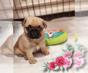 Pug Puppy for sale in BRIDGETOWN, OH, USA