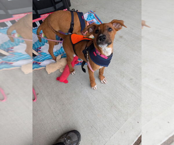 Medium Photo #1 Mutt Puppy For Sale in Lawrenceville, NJ, USA
