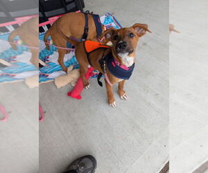 Mutt Dogs for adoption in Lawrenceville, NJ, USA