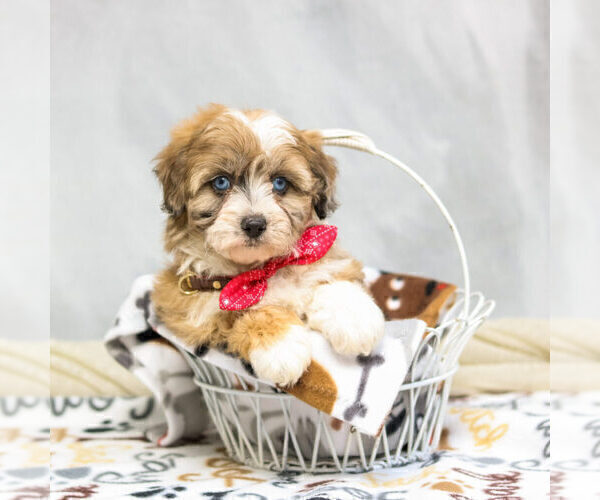 Medium Photo #7 Aussiedoodle Miniature  Puppy For Sale in WATERLOO, SC, USA