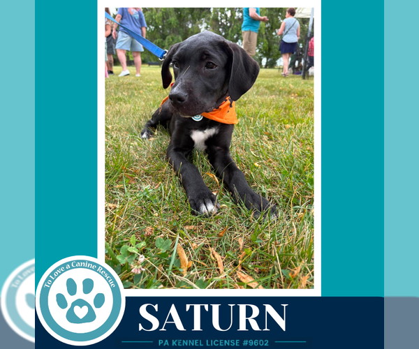 Medium Photo #12 Labrador Retriever-Unknown Mix Puppy For Sale in Kimberton, PA, USA