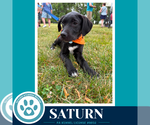 Small #11 Labrador Retriever Mix