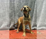 Small #2 Labrador Retriever Mix