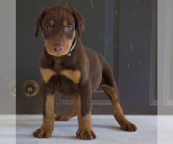 Medium Photo #1 Doberman Pinscher Puppy For Sale in STAR CITY, AR, USA