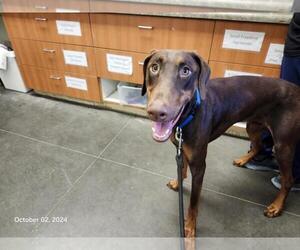 Doberman Pinscher Dogs for adoption in Santa Cruz, CA, USA