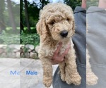 Small #4 Poodle (Standard)