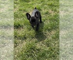 Small #5 French Bulldog