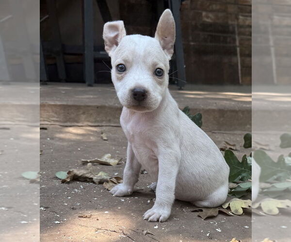 Medium Photo #5 Bullboxer Pit Puppy For Sale in OKLAHOMA CITY, OK, USA