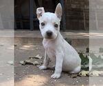 Small #4 Bullboxer Pit