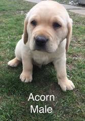 Labrador Retriever Puppy for sale in ARCOLA, IL, USA