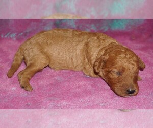 Labradoodle Puppy for sale in LA HABRA, CA, USA