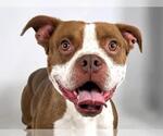 Small American Pit Bull Terrier Mix