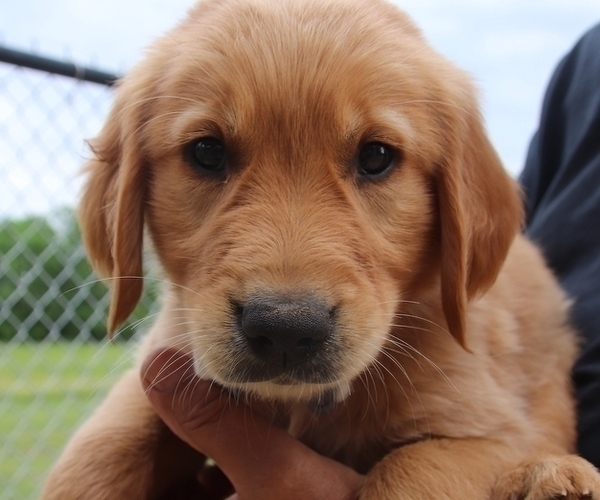 Medium Photo #8 Golden Retriever Puppy For Sale in NACOGDOCHES, TX, USA