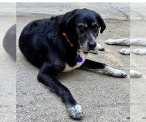 Labrenees Dogs for adoption in McDonough, GA, USA