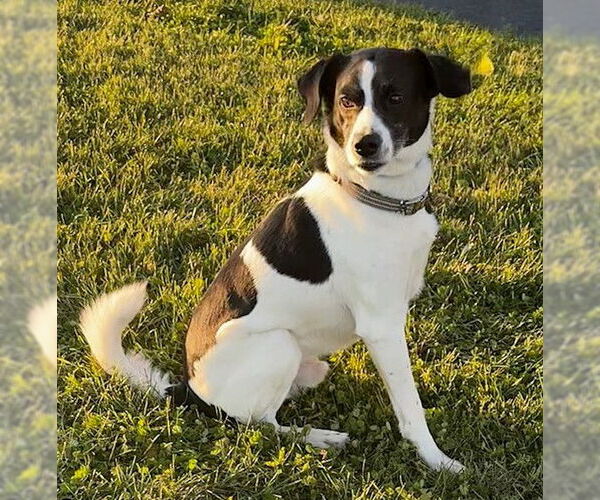 Medium Photo #4 Mutt Puppy For Sale in Genesee, WI, USA