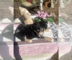 Small Photo #6 Australian Shepherd Puppy For Sale in FARMVILLE, VA, USA