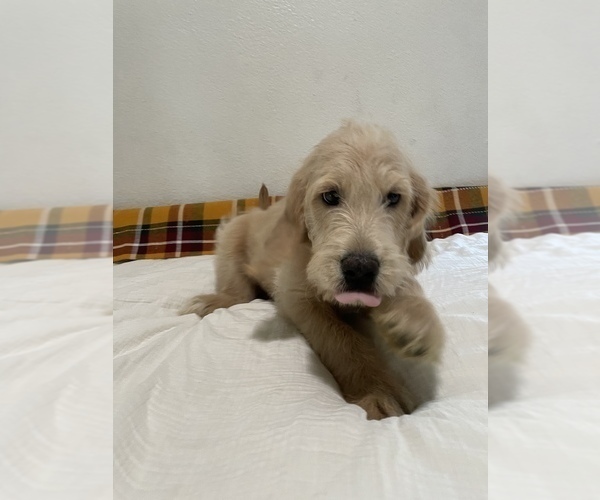 Full screen Photo #6 Labradoodle Puppy For Sale in NORTH HIGHLANDS, CA, USA