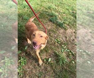 Labrador Retriever Dogs for adoption in Easton, MD, USA