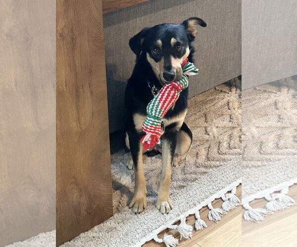 Medium Photo #2 Mutt Puppy For Sale in Emmett, ID, USA