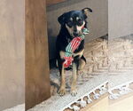 Small #1 Mutt