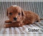Small Photo #8 Cavapoo (Miniature) Puppy For Sale in STANLEY, WI, USA