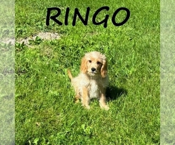 Medium Photo #1 Cavapoo Puppy For Sale in HARTLAND, MN, USA