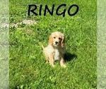 Image preview for Ad Listing. Nickname: Ringo