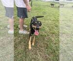 Small #1 Mutt