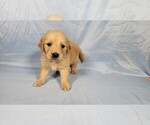 Puppy Bluey Golden Retriever