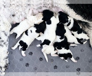 Goldendoodle Puppy for sale in MURPHYSBORO, IL, USA