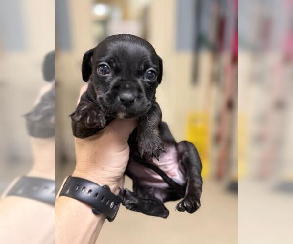 Medium Photo #1 Chihuahua-Unknown Mix Puppy For Sale in Riverside, CA, USA