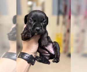 Chihuahua-Unknown Mix Dogs for adoption in Riverside, CA, USA