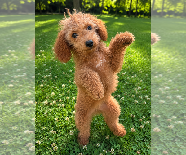 Medium Photo #32 Goldendoodle mix (+ Poodle Miniature) Puppy For Sale in DURHAM, CT, USA