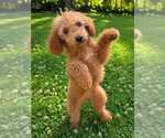 Small #31 Goldendoodle mix (+ Poodle Miniature)