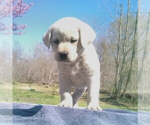 Labrador Retriever Puppy for sale in LINDEN, TN, USA