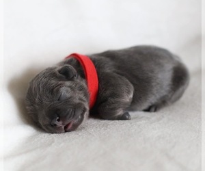 French Bulldog Puppy for sale in SPRING HILL, FL, USA