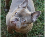 Small Photo #1 French Bulldog Puppy For Sale in WINNSBORO, TX, USA