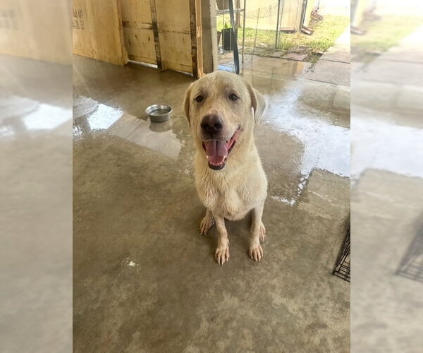 Medium Photo #16 Great Pyrenees-Unknown Mix Puppy For Sale in Houston, TX, USA