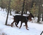 Small Photo #32 Doberman Pinscher Puppy For Sale in PORTLAND, OR, USA