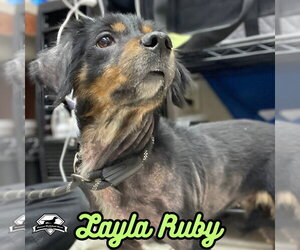 Layla Ruby - Female Dachshund-Unknown Mix Dog for Adoption - Photo #37